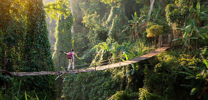 Backpacker on suspension bridge in sunny rainforest 